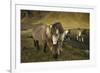 Icelandic horses, Iceland-Art Wolfe-Framed Premium Photographic Print