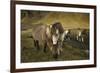 Icelandic horses, Iceland-Art Wolfe-Framed Premium Photographic Print