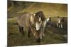 Icelandic horses, Iceland-Art Wolfe-Mounted Premium Photographic Print