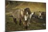 Icelandic horses, Iceland-Art Wolfe-Mounted Photographic Print