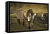 Icelandic horses, Iceland-Art Wolfe-Framed Stretched Canvas