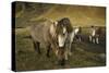 Icelandic horses, Iceland-Art Wolfe-Stretched Canvas