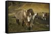 Icelandic horses, Iceland-Art Wolfe-Framed Stretched Canvas
