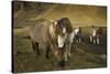 Icelandic horses, Iceland-Art Wolfe-Stretched Canvas