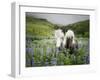 Icelandic Horses III-PHBurchett-Framed Photographic Print