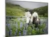 Icelandic Horses III-PHBurchett-Mounted Photographic Print