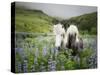 Icelandic Horses III-PHBurchett-Stretched Canvas