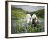 Icelandic Horses III-PHBurchett-Framed Photographic Print