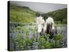 Icelandic Horses III-PHBurchett-Stretched Canvas