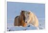 Icelandic horses in south Iceland-Chuck Haney-Framed Photographic Print