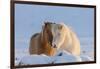 Icelandic horses in south Iceland-Chuck Haney-Framed Photographic Print