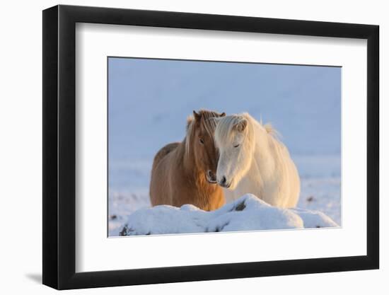 Icelandic horses in south Iceland-Chuck Haney-Framed Photographic Print