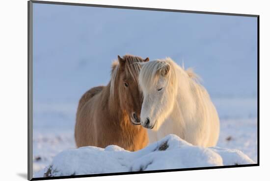 Icelandic horses in south Iceland-Chuck Haney-Mounted Photographic Print