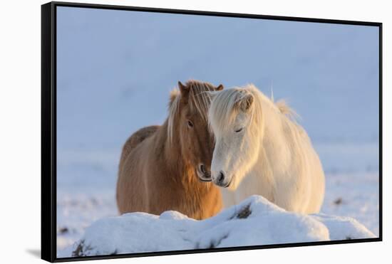 Icelandic horses in south Iceland-Chuck Haney-Framed Stretched Canvas