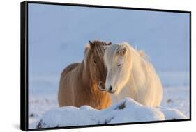 Icelandic horses in south Iceland-Chuck Haney-Framed Stretched Canvas