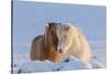 Icelandic horses in south Iceland-Chuck Haney-Stretched Canvas