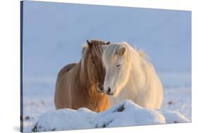 Icelandic horses in south Iceland-Chuck Haney-Stretched Canvas
