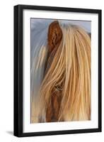 Icelandic horses in south Iceland-Chuck Haney-Framed Premium Photographic Print