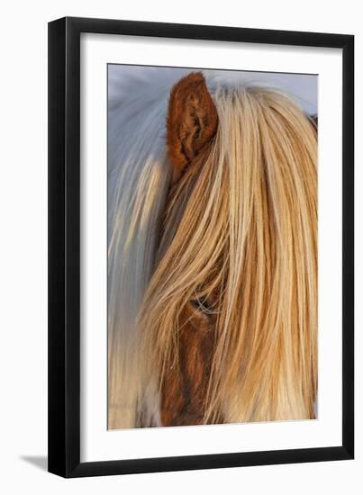 Icelandic horses in south Iceland-Chuck Haney-Framed Premium Photographic Print