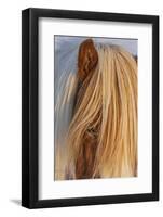 Icelandic horses in south Iceland-Chuck Haney-Framed Photographic Print