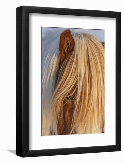 Icelandic horses in south Iceland-Chuck Haney-Framed Photographic Print