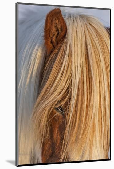 Icelandic horses in south Iceland-Chuck Haney-Mounted Photographic Print