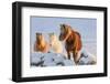 Icelandic horses in south Iceland-Chuck Haney-Framed Photographic Print