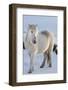 Icelandic horses in south Iceland-Chuck Haney-Framed Photographic Print