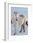 Icelandic horses in south Iceland-Chuck Haney-Framed Photographic Print