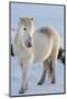 Icelandic horses in south Iceland-Chuck Haney-Mounted Photographic Print