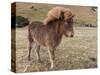 Icelandic horses in south Iceland-Chuck Haney-Stretched Canvas