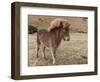 Icelandic horses in south Iceland-Chuck Haney-Framed Photographic Print