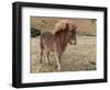 Icelandic horses in south Iceland-Chuck Haney-Framed Photographic Print