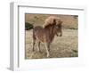 Icelandic horses in south Iceland-Chuck Haney-Framed Photographic Print