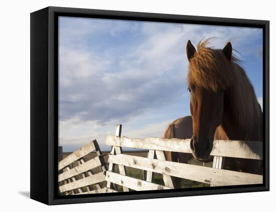 Icelandic Horses in Windswept Pasture Near Gullfoss Waterfall on Summer Morning, Iceland-Paul Souders-Framed Stretched Canvas