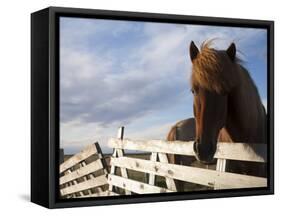 Icelandic Horses in Windswept Pasture Near Gullfoss Waterfall on Summer Morning, Iceland-Paul Souders-Framed Stretched Canvas