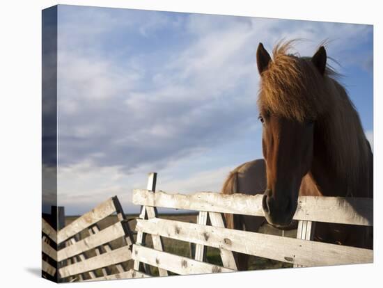 Icelandic Horses in Windswept Pasture Near Gullfoss Waterfall on Summer Morning, Iceland-Paul Souders-Stretched Canvas