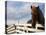 Icelandic Horses in Windswept Pasture Near Gullfoss Waterfall on Summer Morning, Iceland-Paul Souders-Stretched Canvas