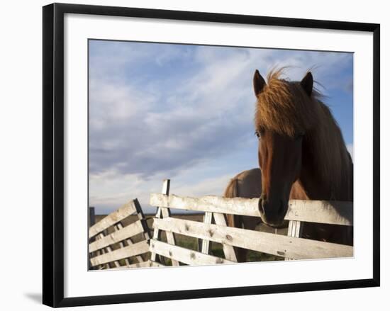 Icelandic Horses in Windswept Pasture Near Gullfoss Waterfall on Summer Morning, Iceland-Paul Souders-Framed Photographic Print