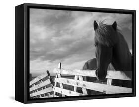 Icelandic Horses in Windswept Pasture Near Gullfoss Waterfall on Summer Morning, Iceland-Paul Souders-Framed Stretched Canvas