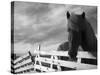 Icelandic Horses in Windswept Pasture Near Gullfoss Waterfall on Summer Morning, Iceland-Paul Souders-Stretched Canvas