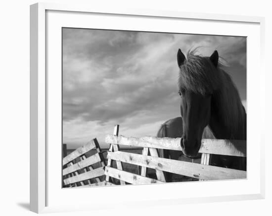 Icelandic Horses in Windswept Pasture Near Gullfoss Waterfall on Summer Morning, Iceland-Paul Souders-Framed Photographic Print