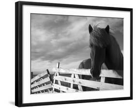 Icelandic Horses in Windswept Pasture Near Gullfoss Waterfall on Summer Morning, Iceland-Paul Souders-Framed Photographic Print