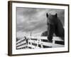 Icelandic Horses in Windswept Pasture Near Gullfoss Waterfall on Summer Morning, Iceland-Paul Souders-Framed Photographic Print