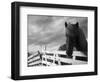 Icelandic Horses in Windswept Pasture Near Gullfoss Waterfall on Summer Morning, Iceland-Paul Souders-Framed Photographic Print