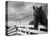 Icelandic Horses in Windswept Pasture Near Gullfoss Waterfall on Summer Morning, Iceland-Paul Souders-Stretched Canvas