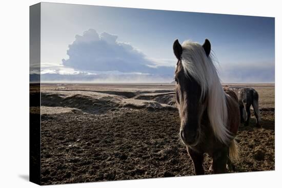 Icelandic Horses Near Ash Plume from Eyjafjallajokull Eruption-null-Stretched Canvas