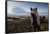 Icelandic Horses Near Ash Plume from Eyjafjallajokull Eruption-null-Framed Stretched Canvas