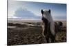 Icelandic Horses Near Ash Plume from Eyjafjallajokull Eruption-null-Stretched Canvas