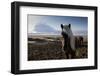 Icelandic Horses Near Ash Plume from Eyjafjallajokull Eruption-null-Framed Photographic Print